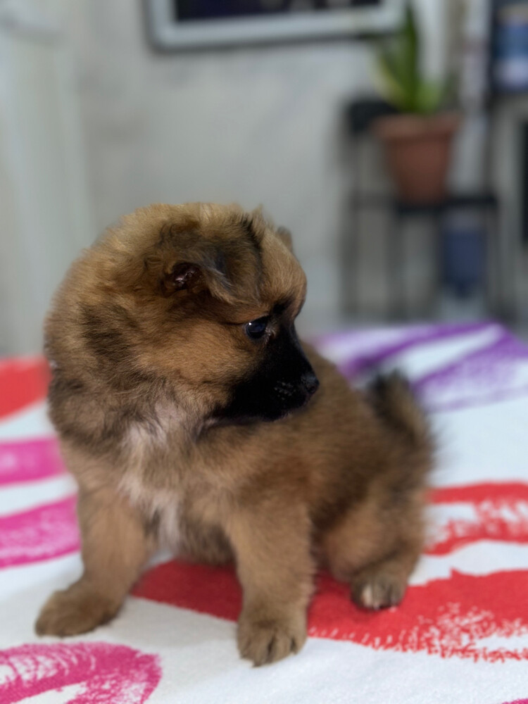 Dog for Sale - 9