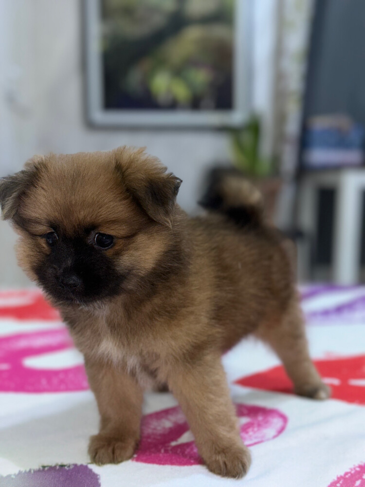 Dog for Sale - 7