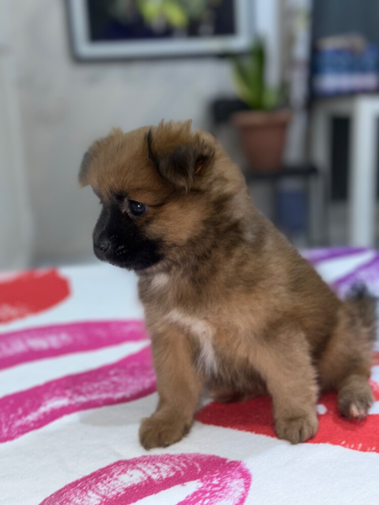 Dog for Sale - 10