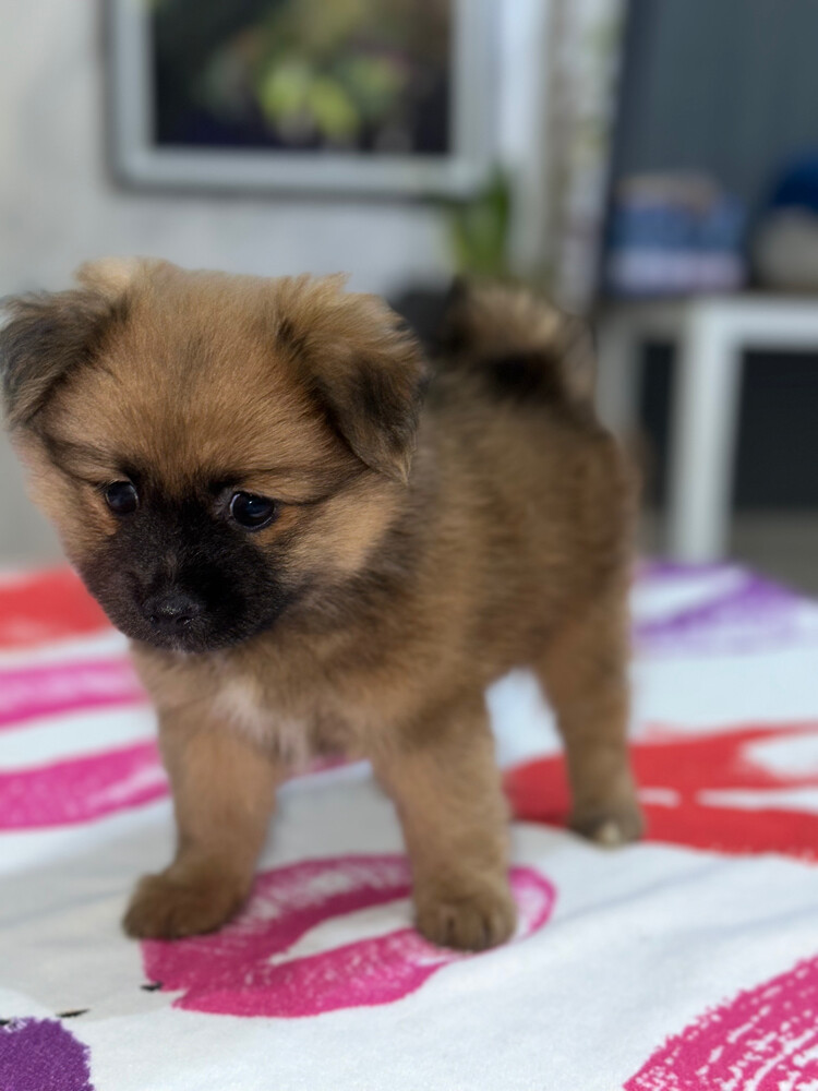Dog for Sale - 6