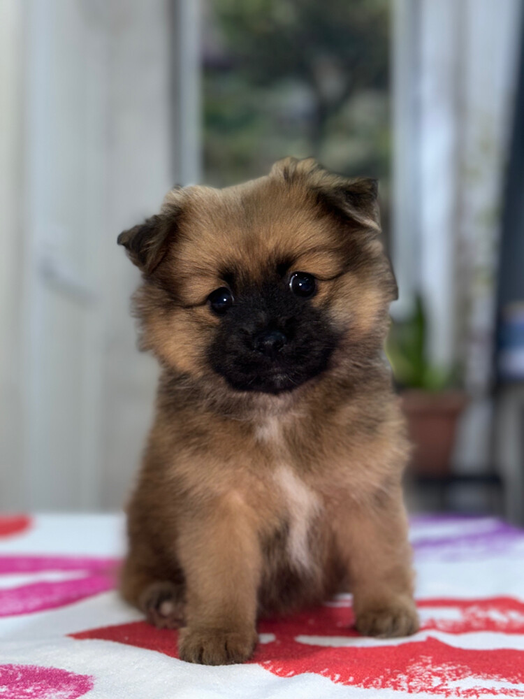 Dog for Sale - 3