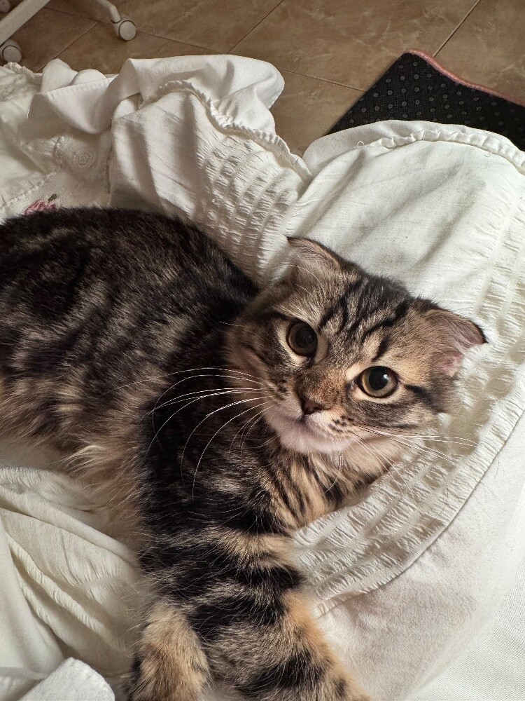 a scotch cat female for sale - 1