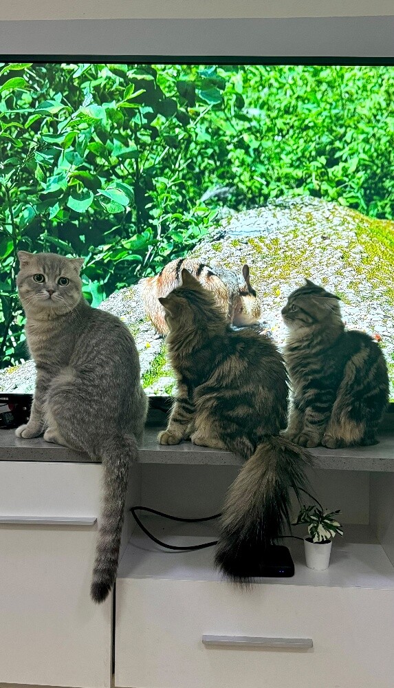a scotch cat female for sale - 3