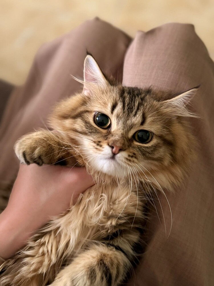 a scotch cat female for sale - 2