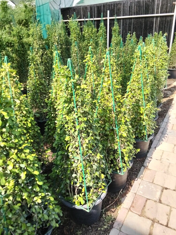 مزارع - 1