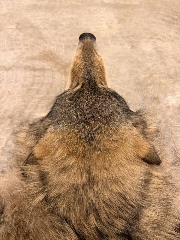 Russian wolf - 3