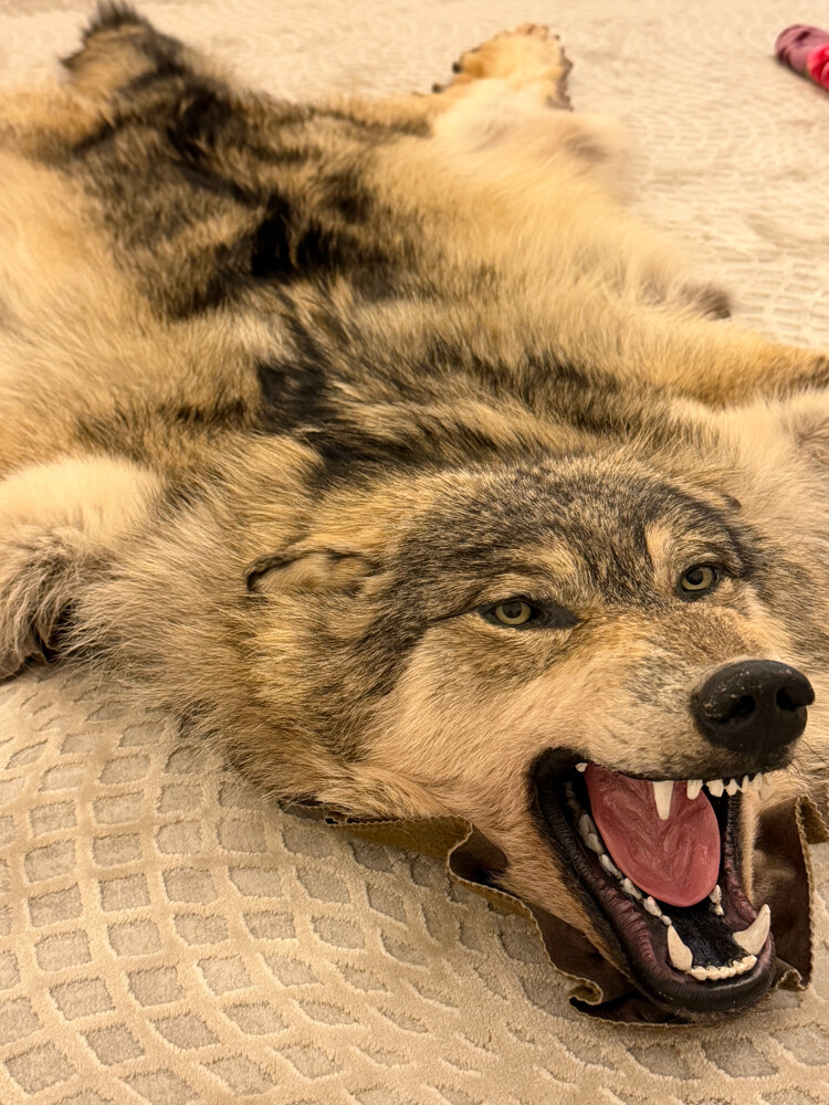 Russian wolf - 2