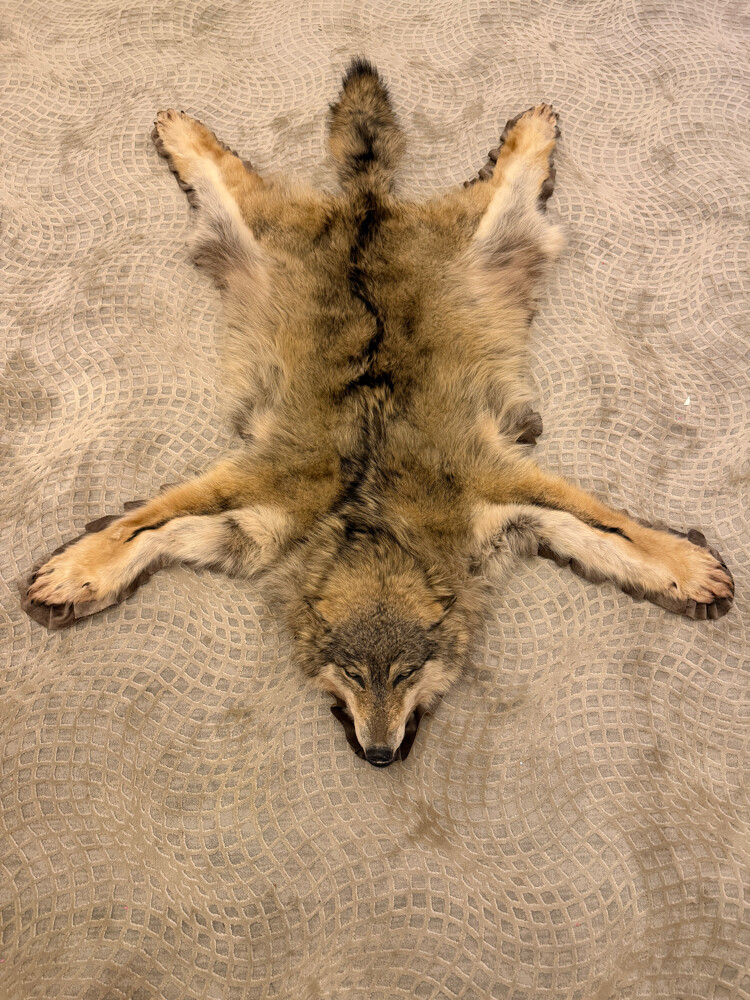 Russian wolf - 4
