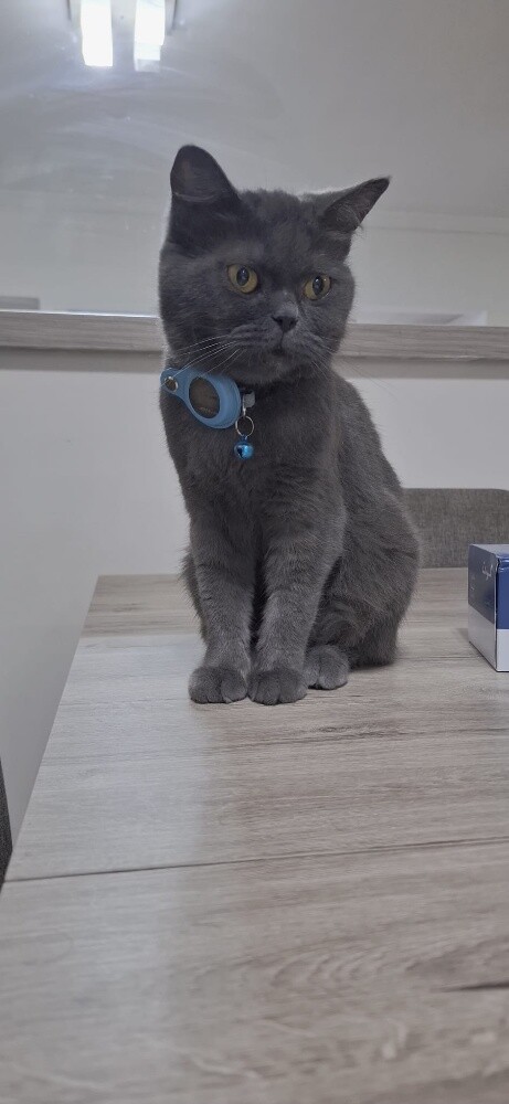 BRITISH SHORTHAIR 4 years female. - 1