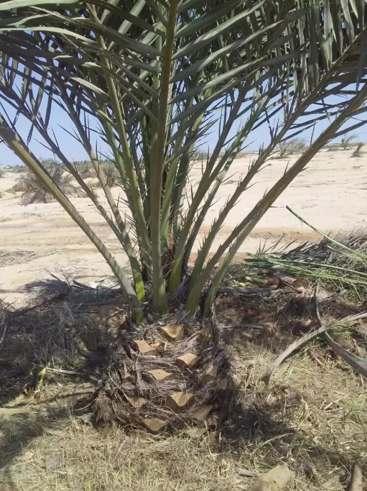 صيانه حدائق - 7