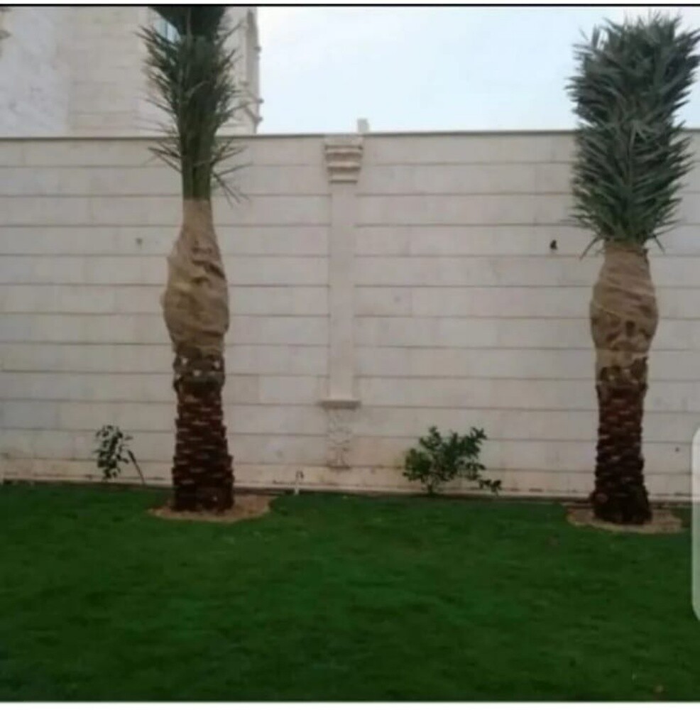 نخيل - 2