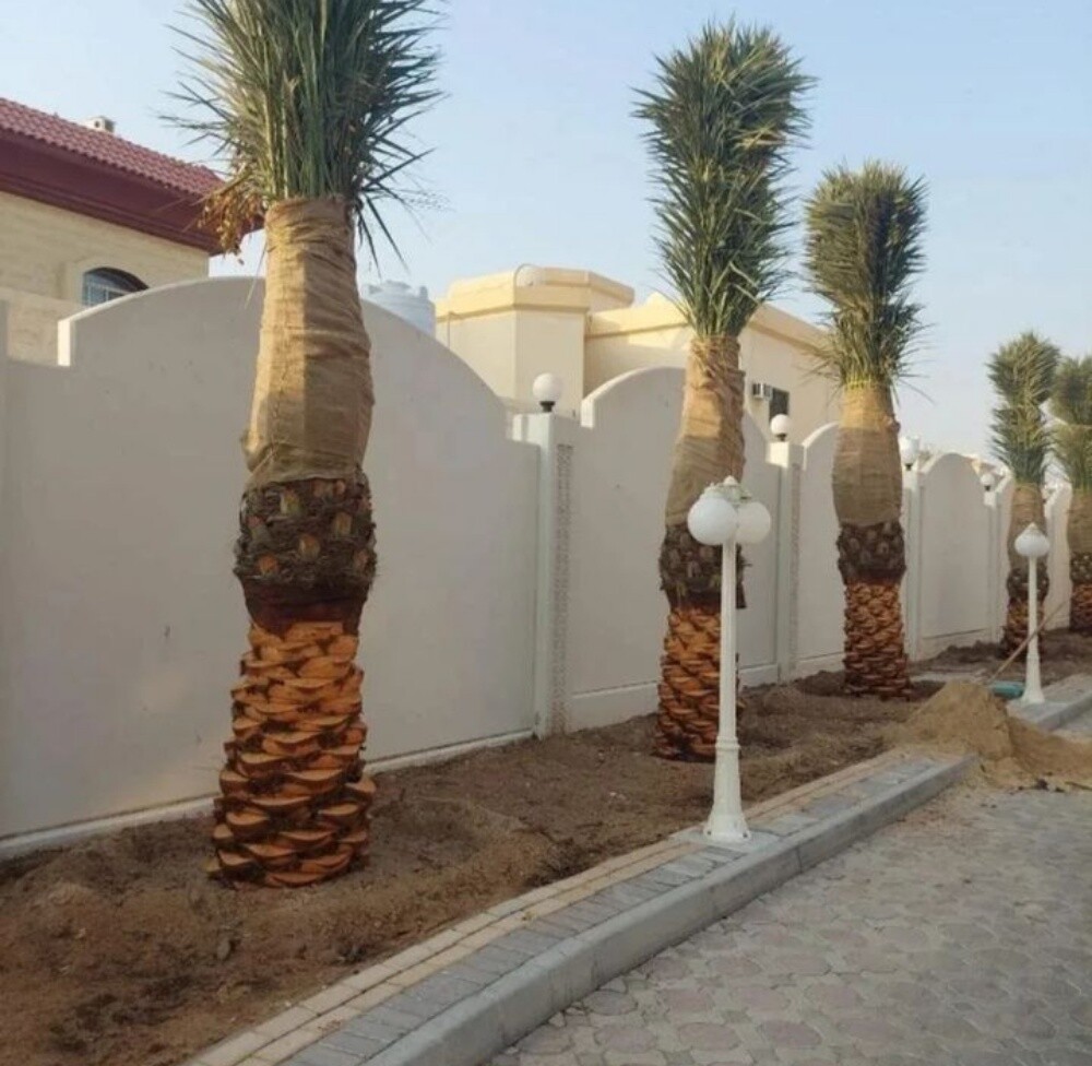 نخيل - 6
