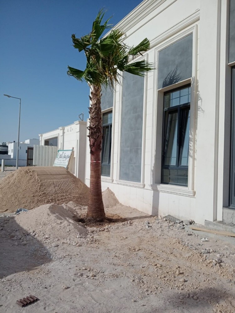 نخيل - 4