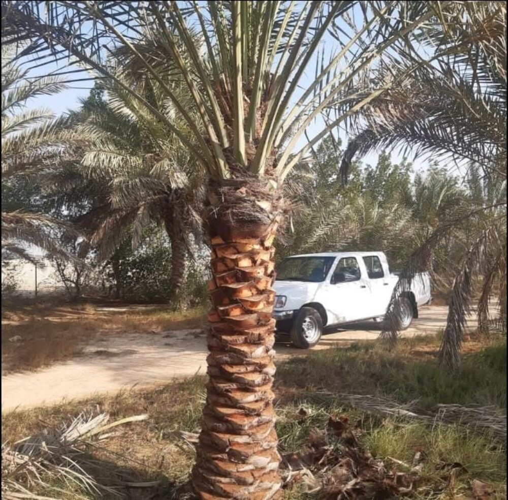 نخيل - 5