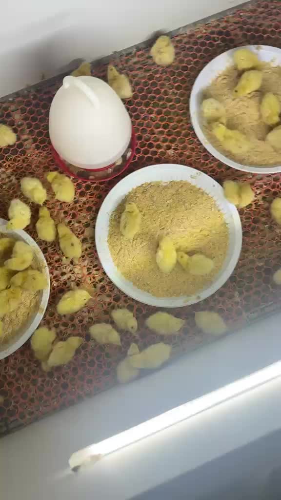صيصان فري تاكسس + بيض فري تاكسس - 1