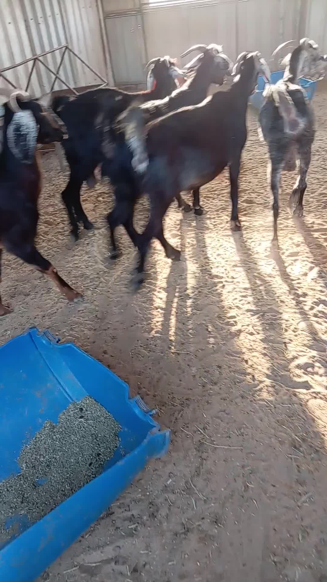 للبيع معزه دفيع شرط - 1