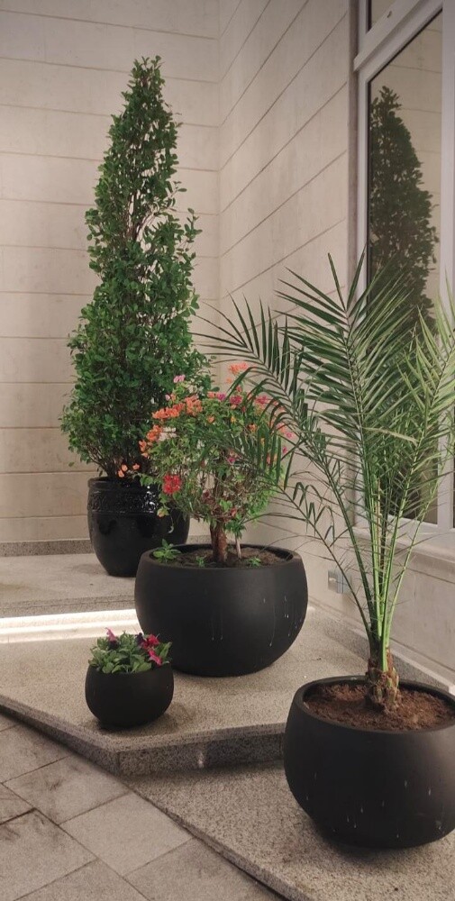 نباتات خضراء - 6