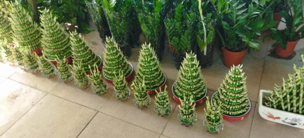 نباتات خضراء - 2