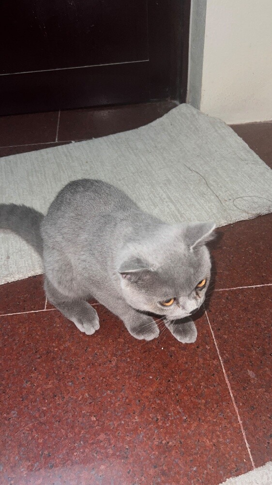 Urgent: Grey cat for adoption - 3