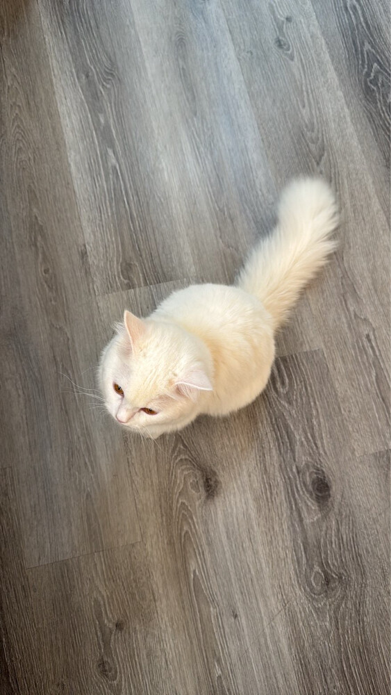 TURKISH ANGORA - 2