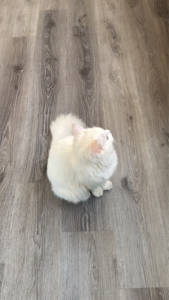 TURKISH ANGORA - 1