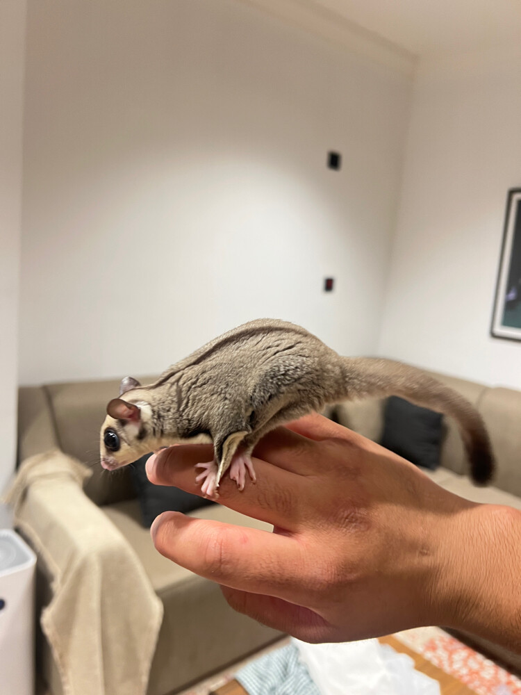 2 sugar gliders and free toys - 1