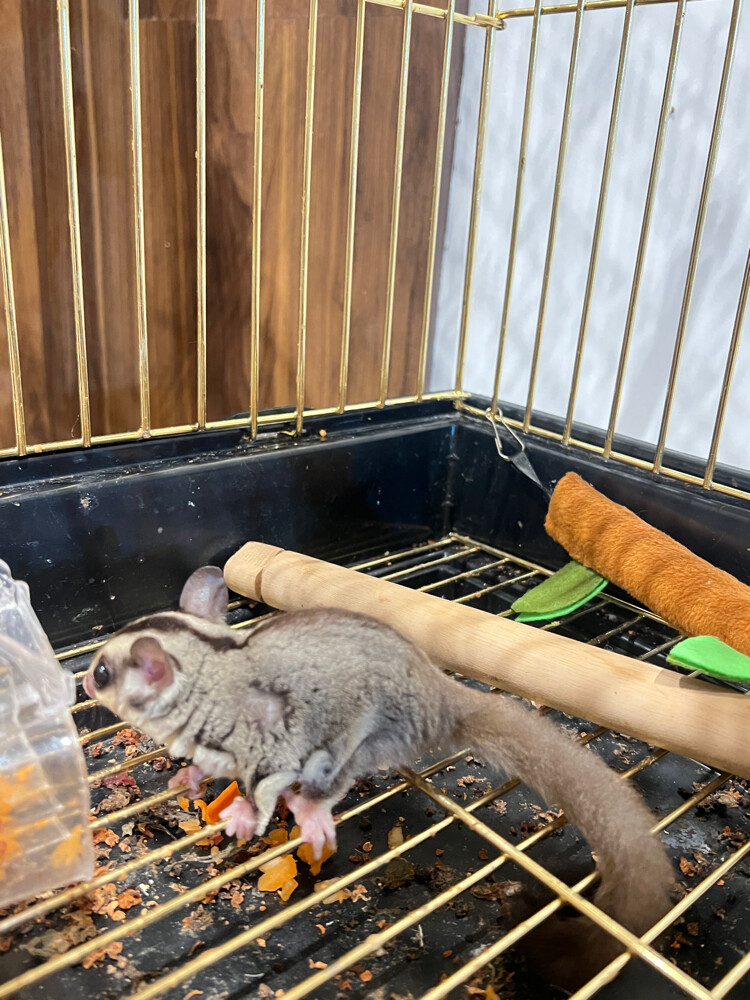 2 sugar gliders and free toys - 2