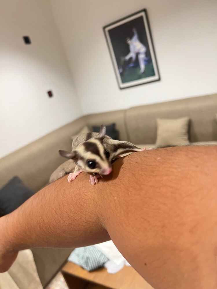 2 sugar gliders and free toys - 3