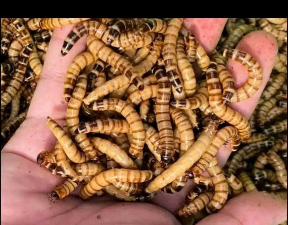 مشربا ماء ومال أكل جميع علاف - 4