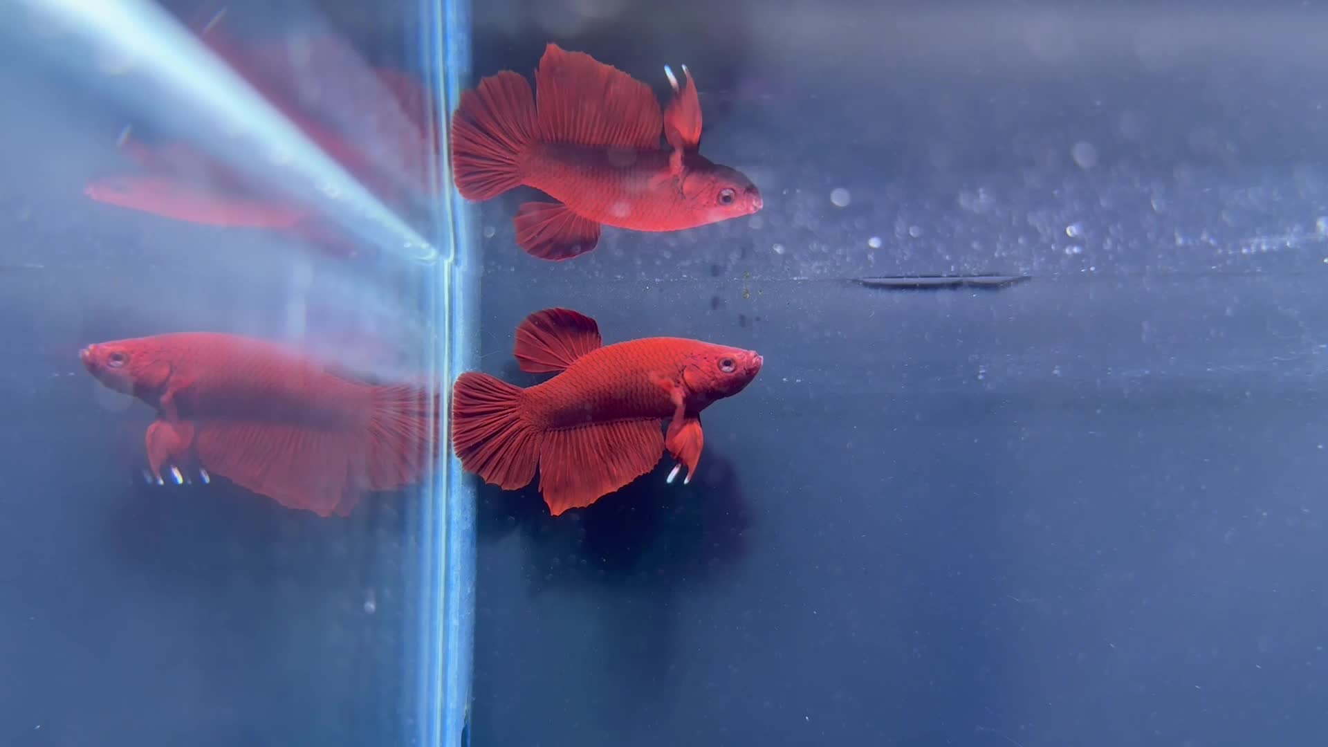 fighter/betta male - 8
