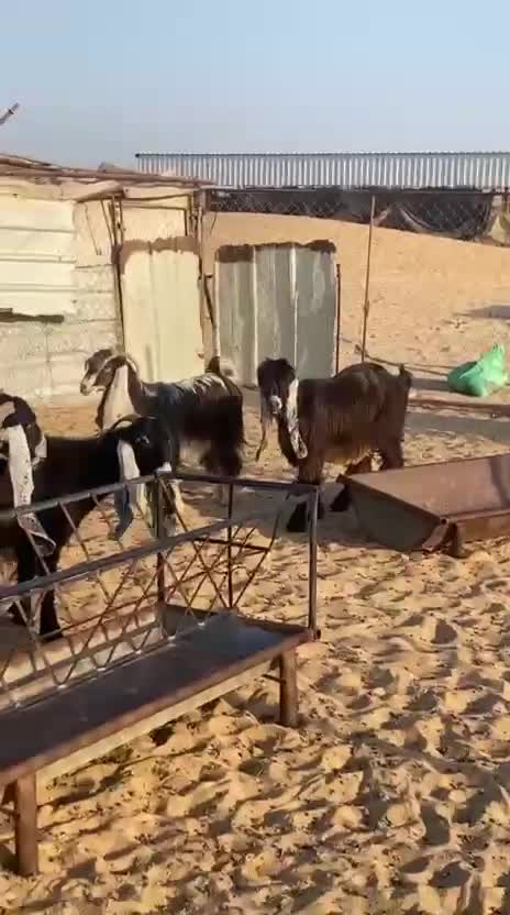 عوارض طيبه  - 1