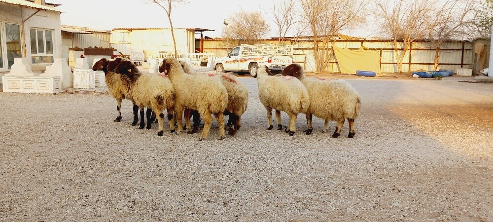 للبيع شويهات سوريه دفيع شرط سونار - 5