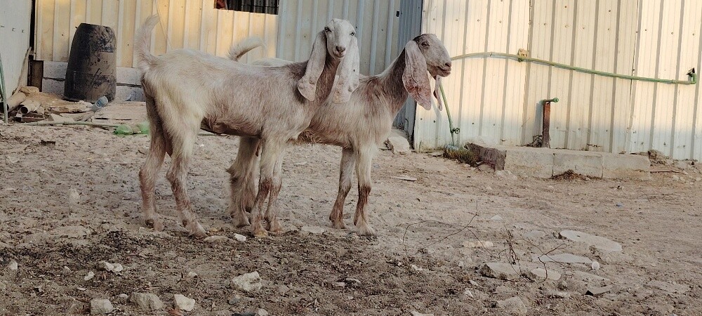 للبيع معزاء عوارض حمر جم طيبه - 3