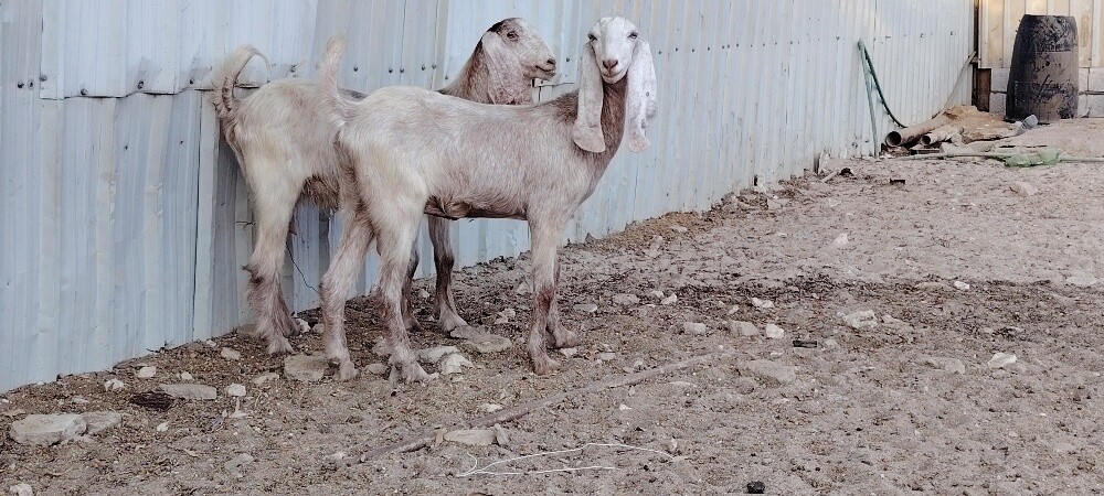 للبيع معزاء عوارض حمر جم طيبه - 6