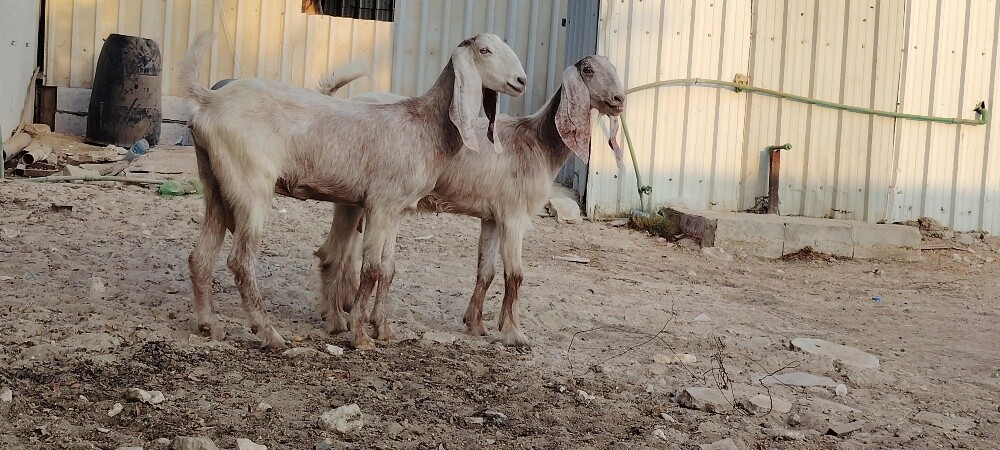 للبيع معزاء عوارض حمر جم طيبه - 4