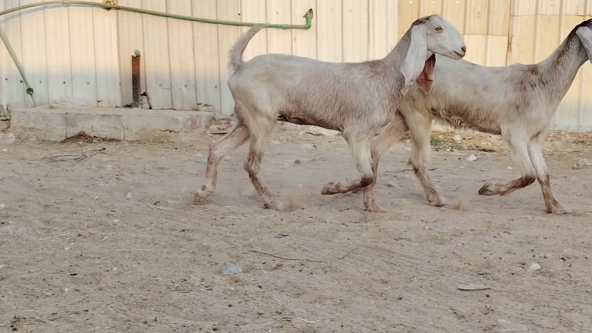 للبيع معزاء عوارض حمر جم طيبه - 1