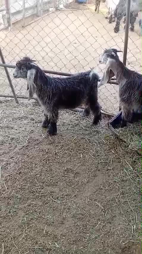 للبيع تيوس عوارض - 1