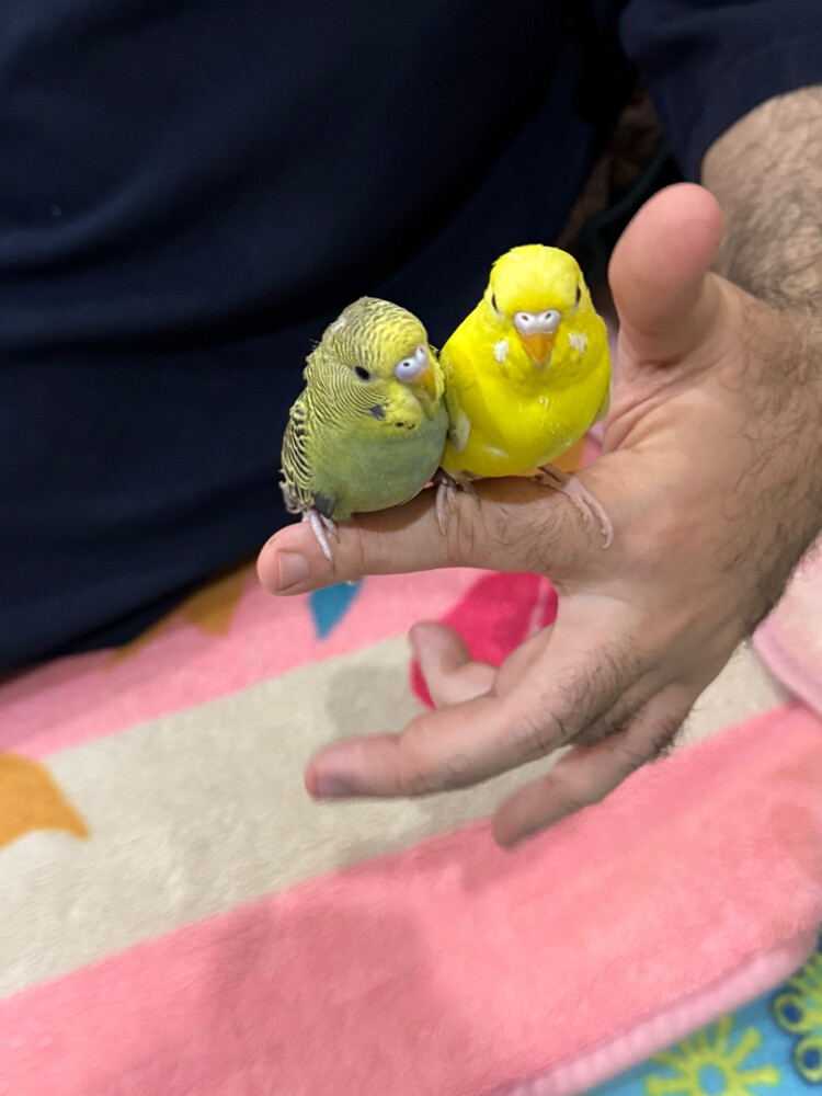 couple badge  - 1