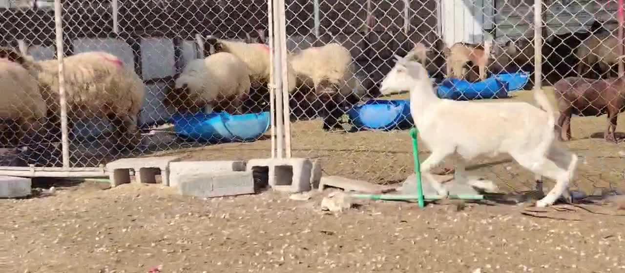 للبيع جمد عمانيه طيبه - 1