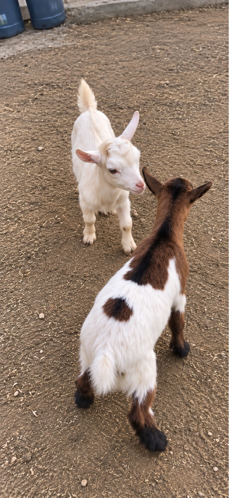 زوج ماعز قزم - 1