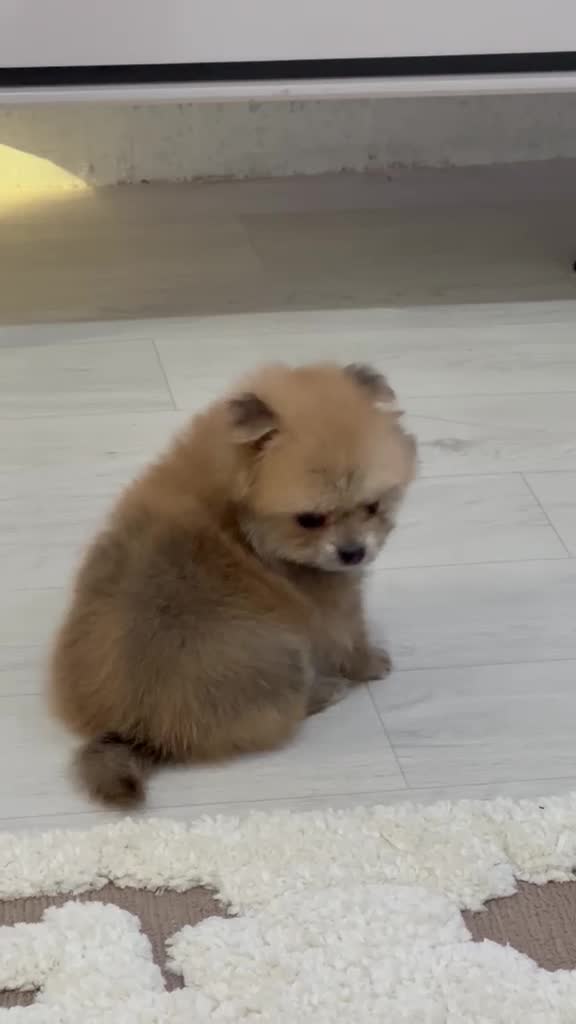 mini Pomeranian - 1
