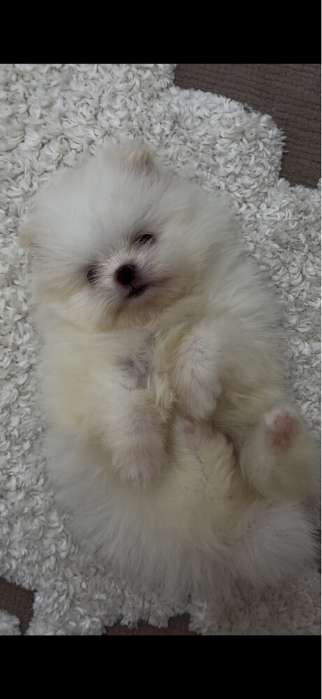 Mini Pomeranian - 1