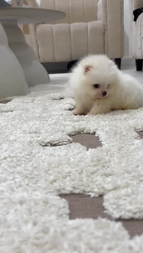 Mini Pomeranian - 2