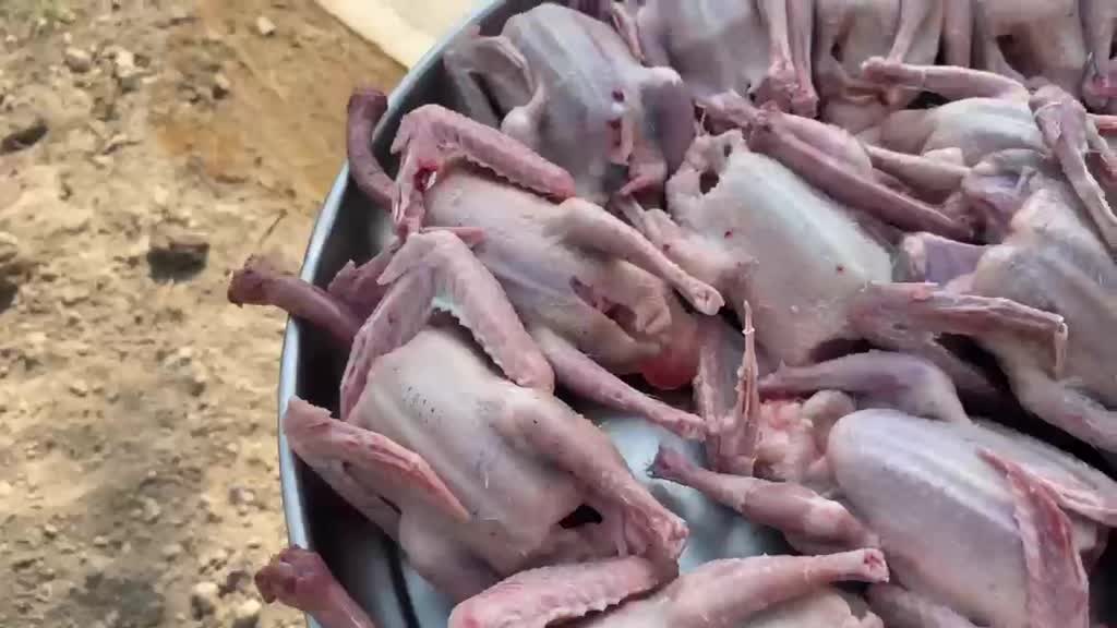 فراخ الحمام الزاجل - 5