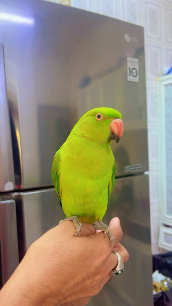 friendly 6 month baby - 2