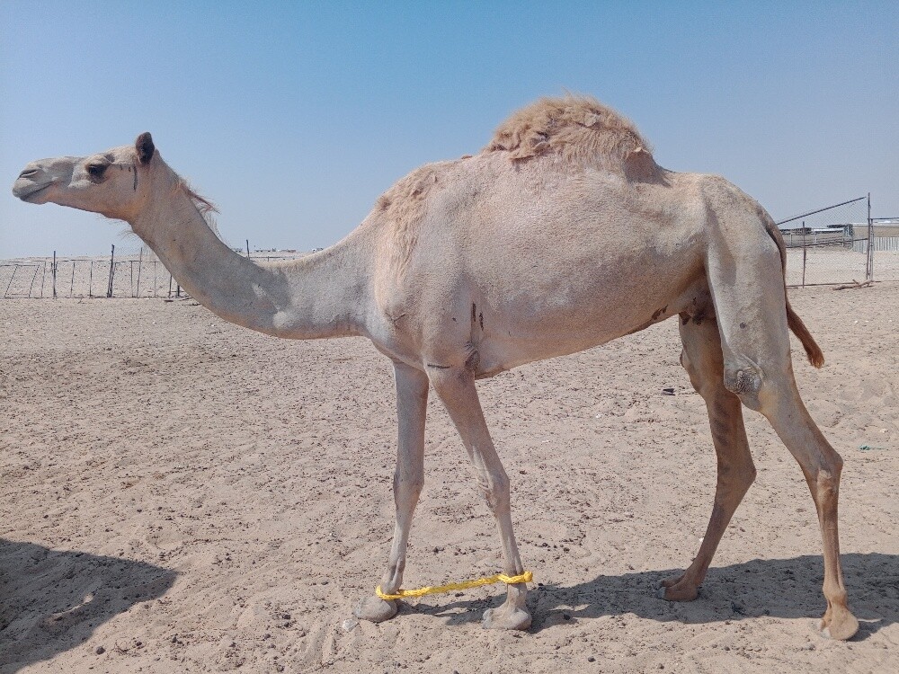 للبيع ناقه مدني طيبة - 1