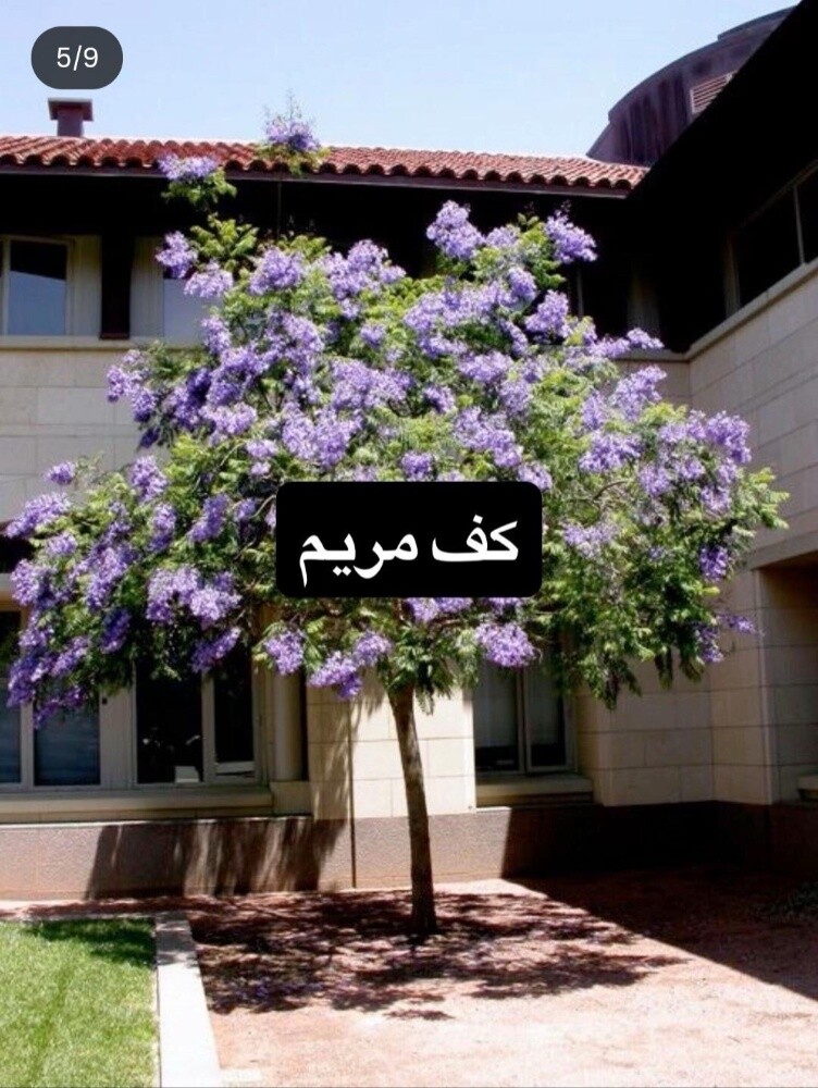 أشجار خضراء - 4