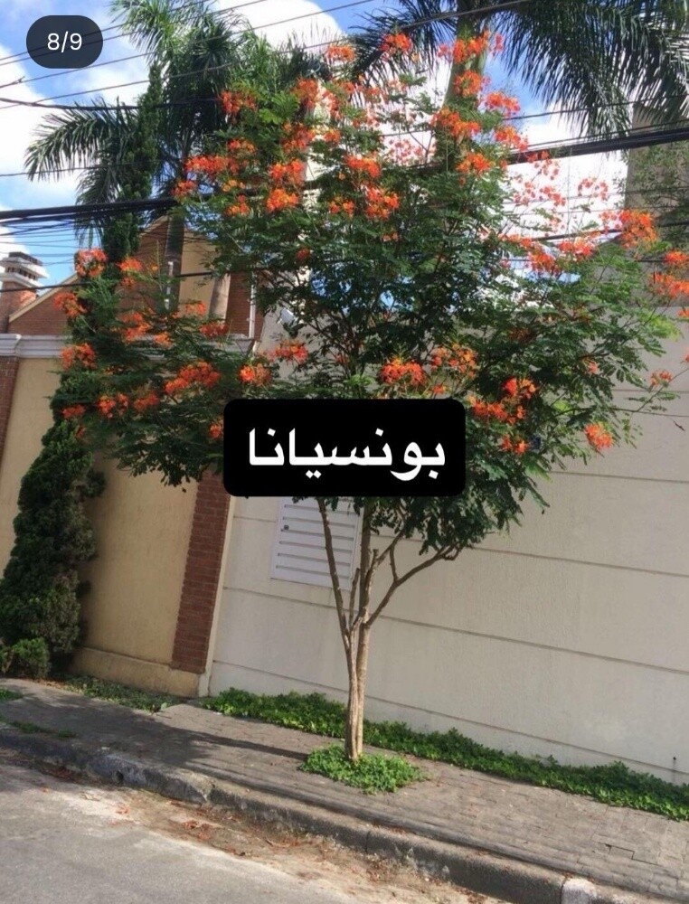 أشجار خضراء - 7