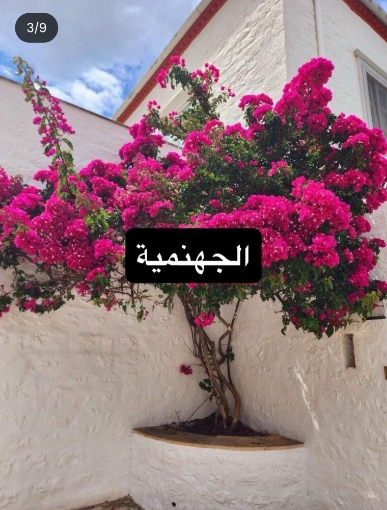 أشجار خضراء - 2
