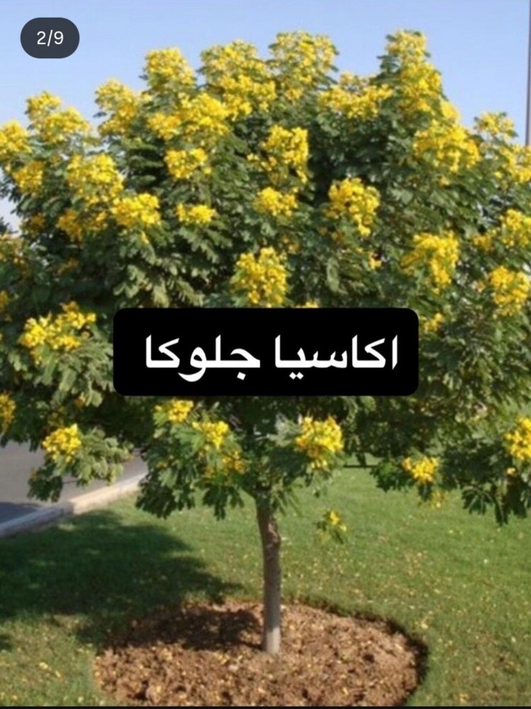 أشجار خضراء - 1
